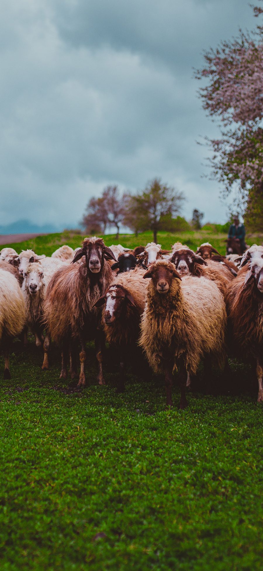 [2436×1125]羊 牲畜 草地 羊群 苹果手机壁纸图片