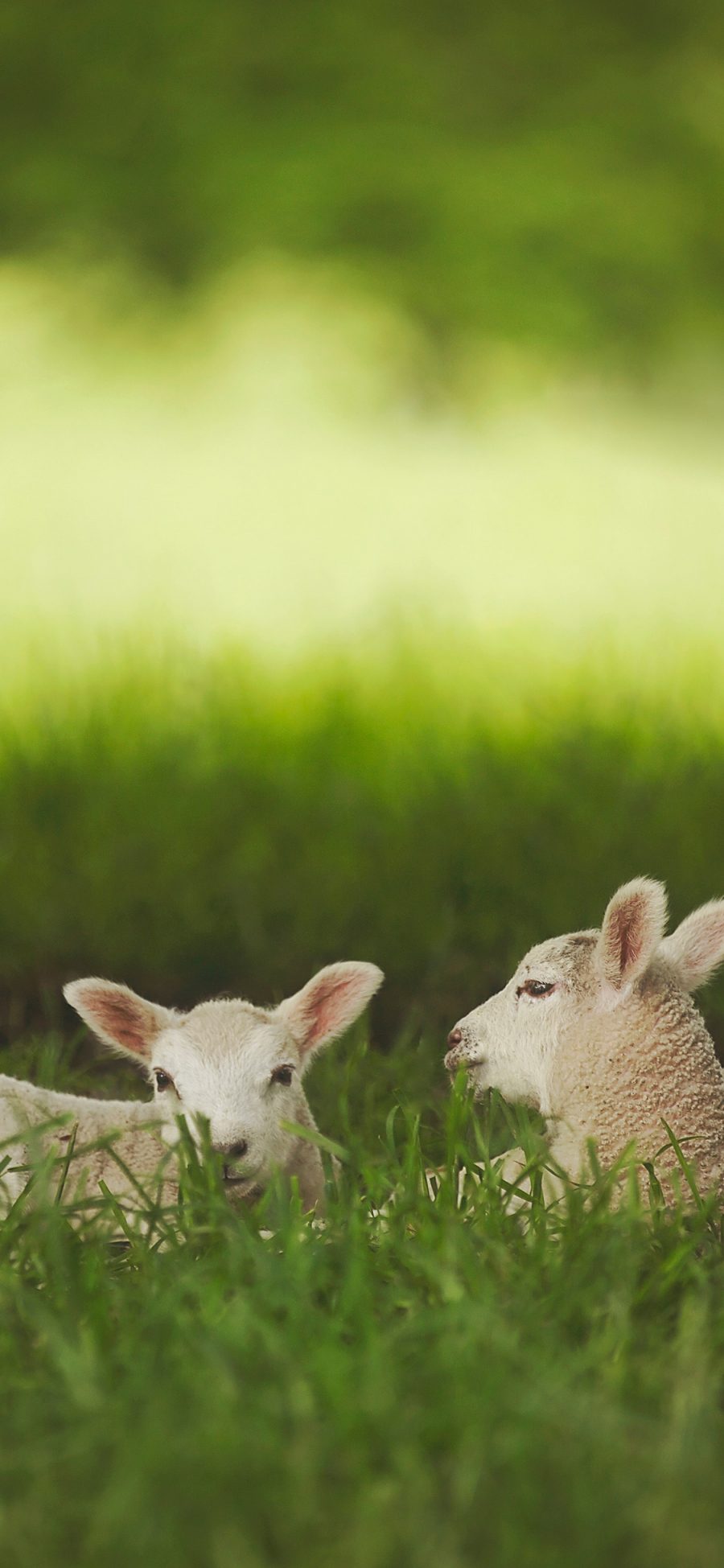 [2436×1125]羊 群居 放牧 草地 苹果手机壁纸图片