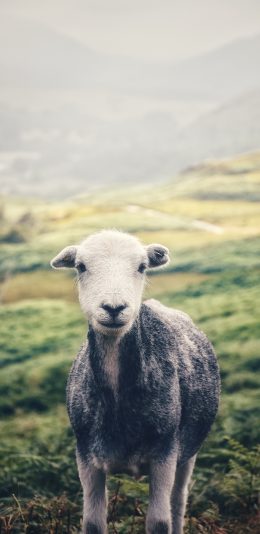 [2436x1125]羊 草原  羔羊 放牧 苹果手机壁纸图片