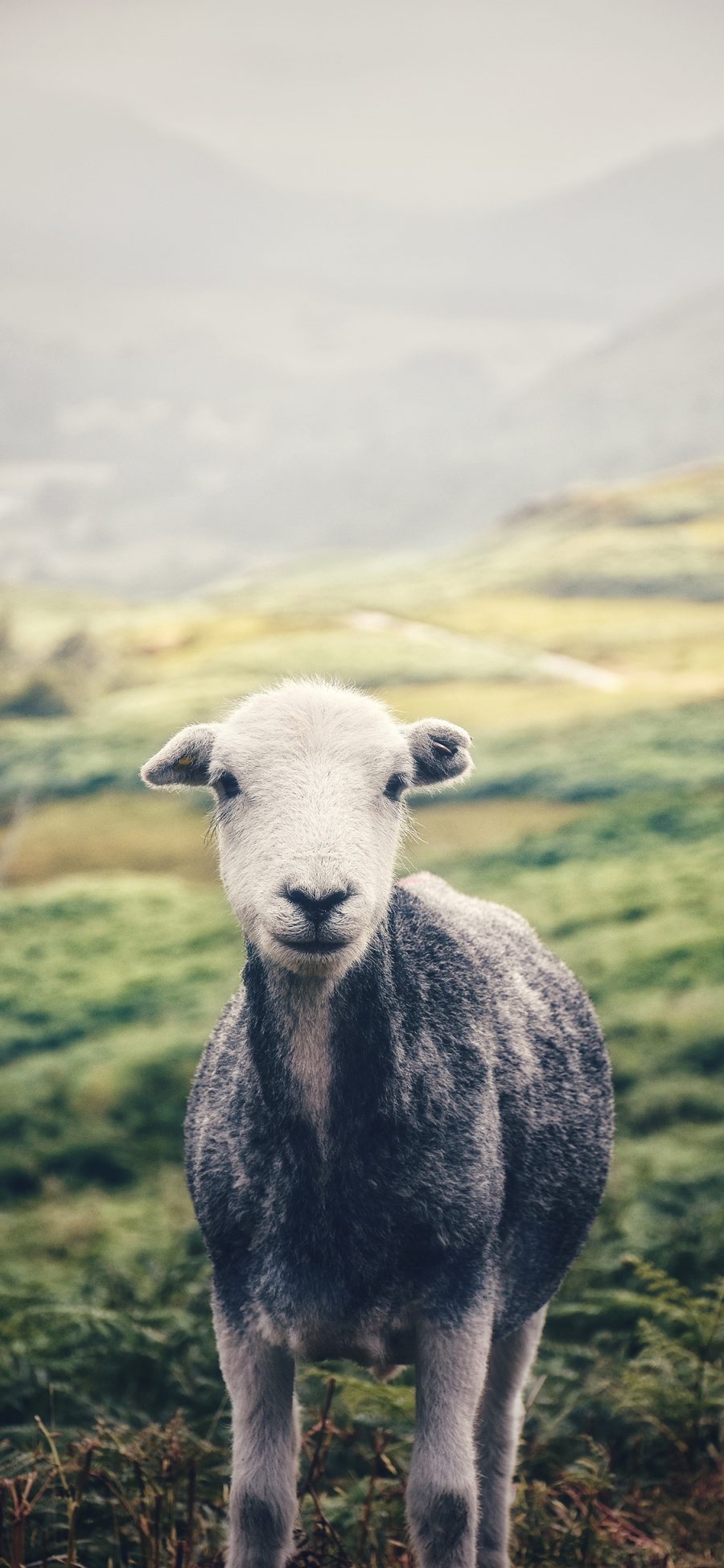 [2436×1125]羊 草原  羔羊 放牧 苹果手机壁纸图片