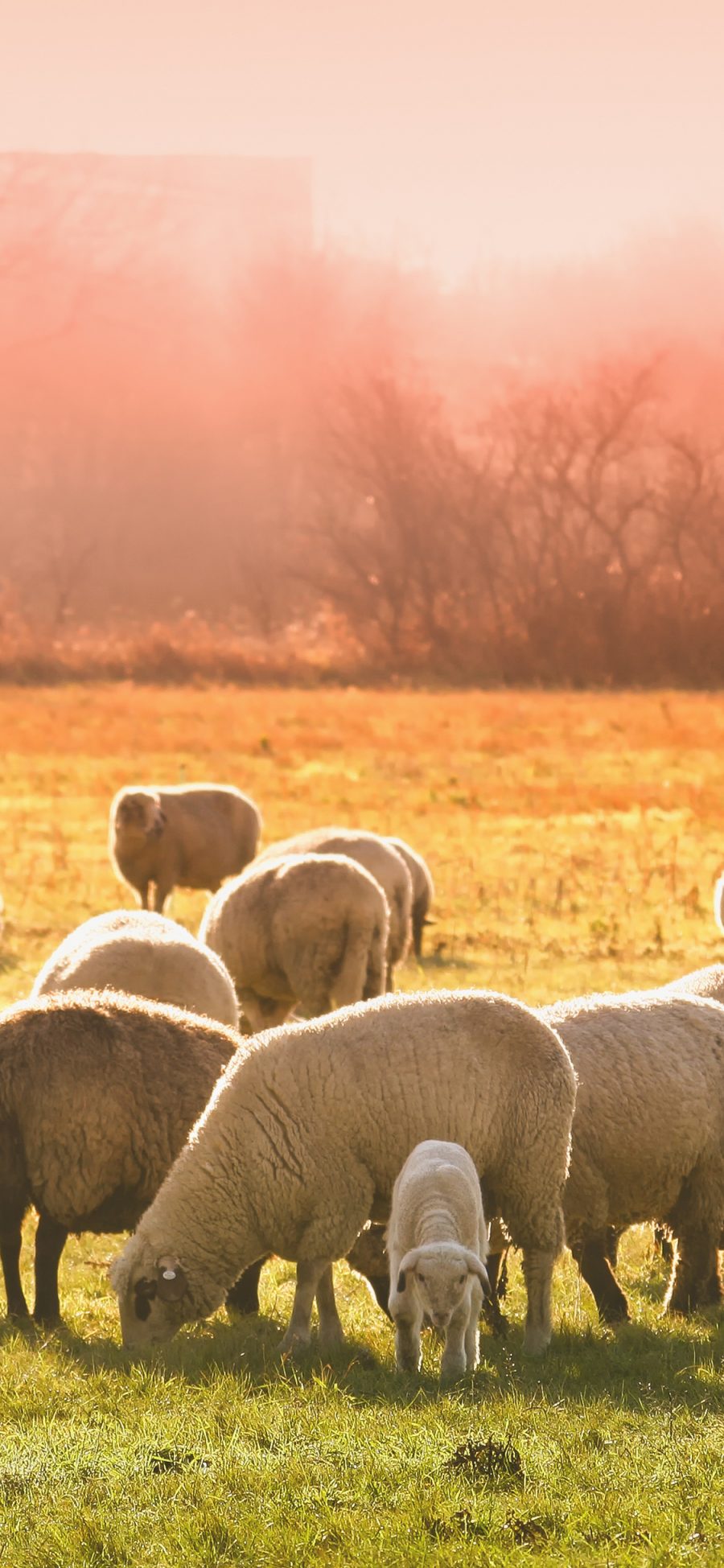 [2436×1125]羊群 草原 牧场 牲畜 苹果手机壁纸图片