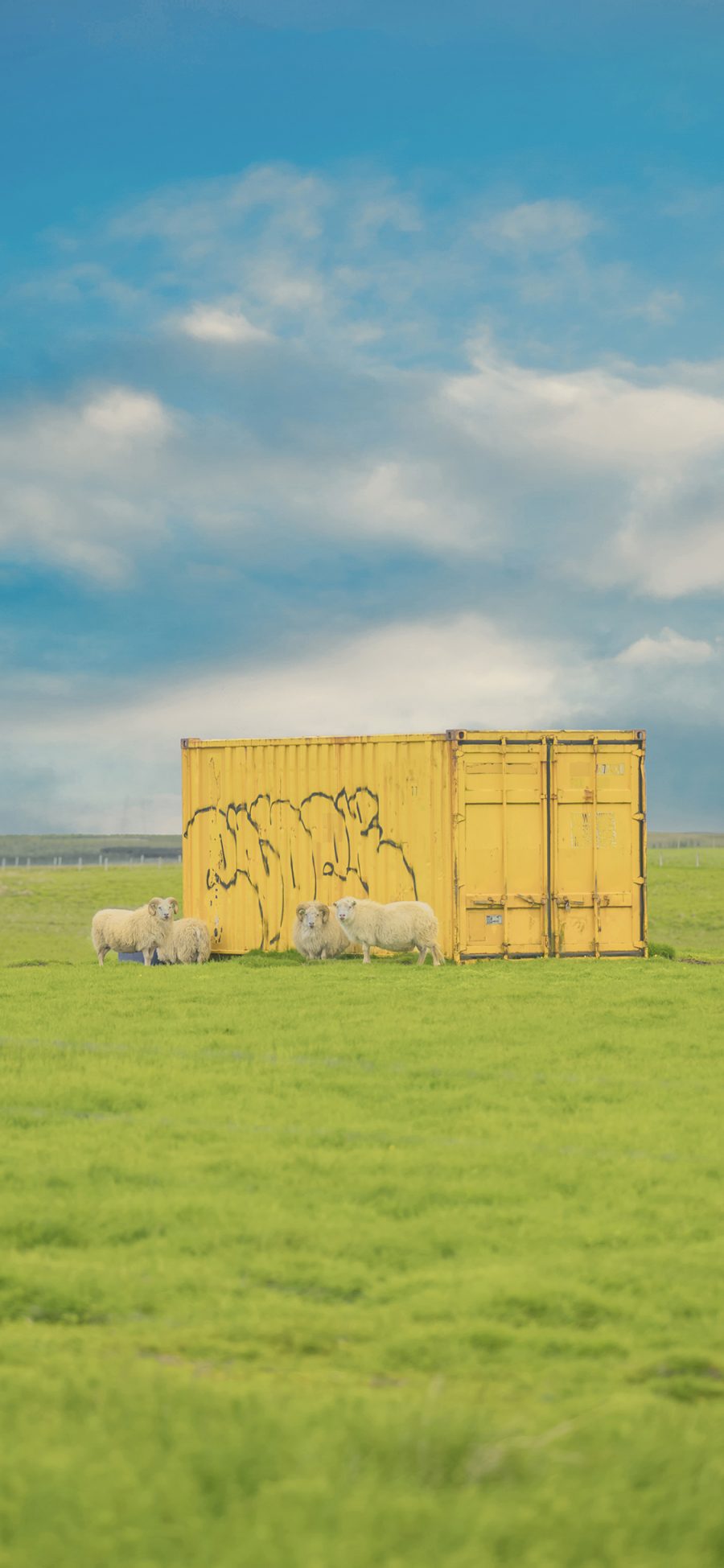 [2436×1125]羊群 草原 草坪 集装箱 畜牧 牲畜 苹果手机壁纸图片