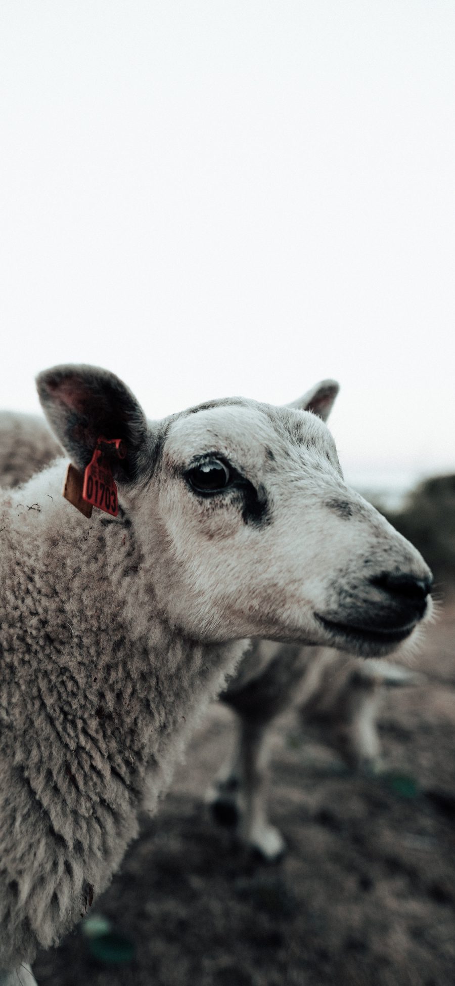 [2436×1125]羔羊 食草动物 羊毛 苹果手机壁纸图片