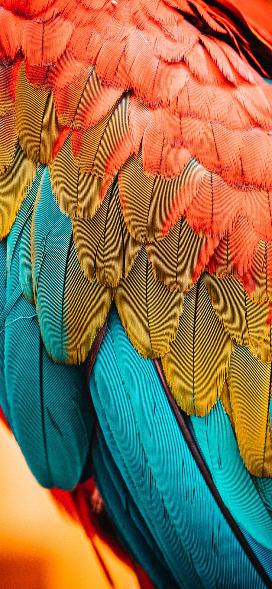 [2436×1125]羽毛 鹦鹉 五彩 鸟类 苹果手机壁纸图片