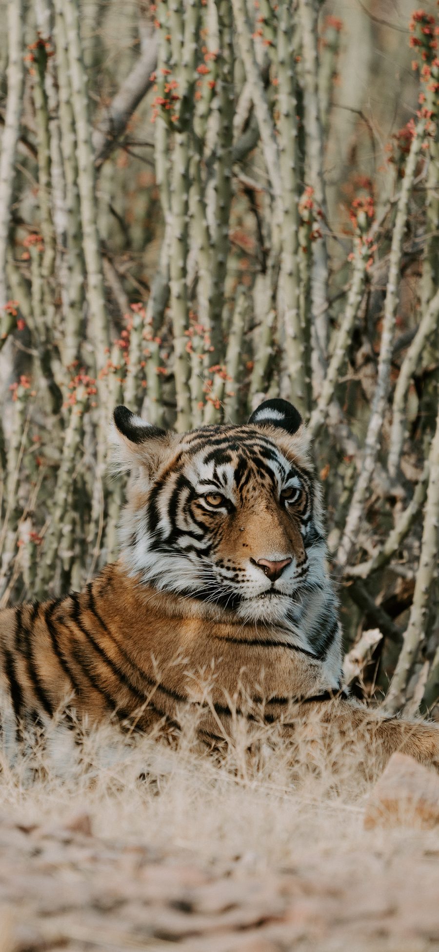 [2436×1125]老虎 凶猛 山林之王 卧趴 苹果手机壁纸图片