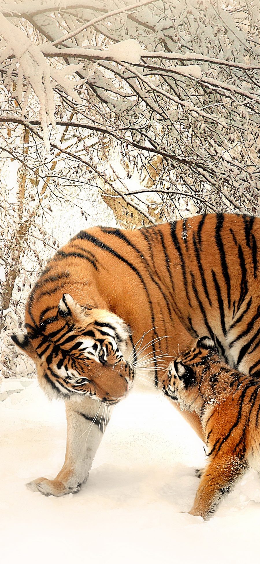 [2436×1125]老虎 凶猛 猛兽 雪地 苹果手机壁纸图片