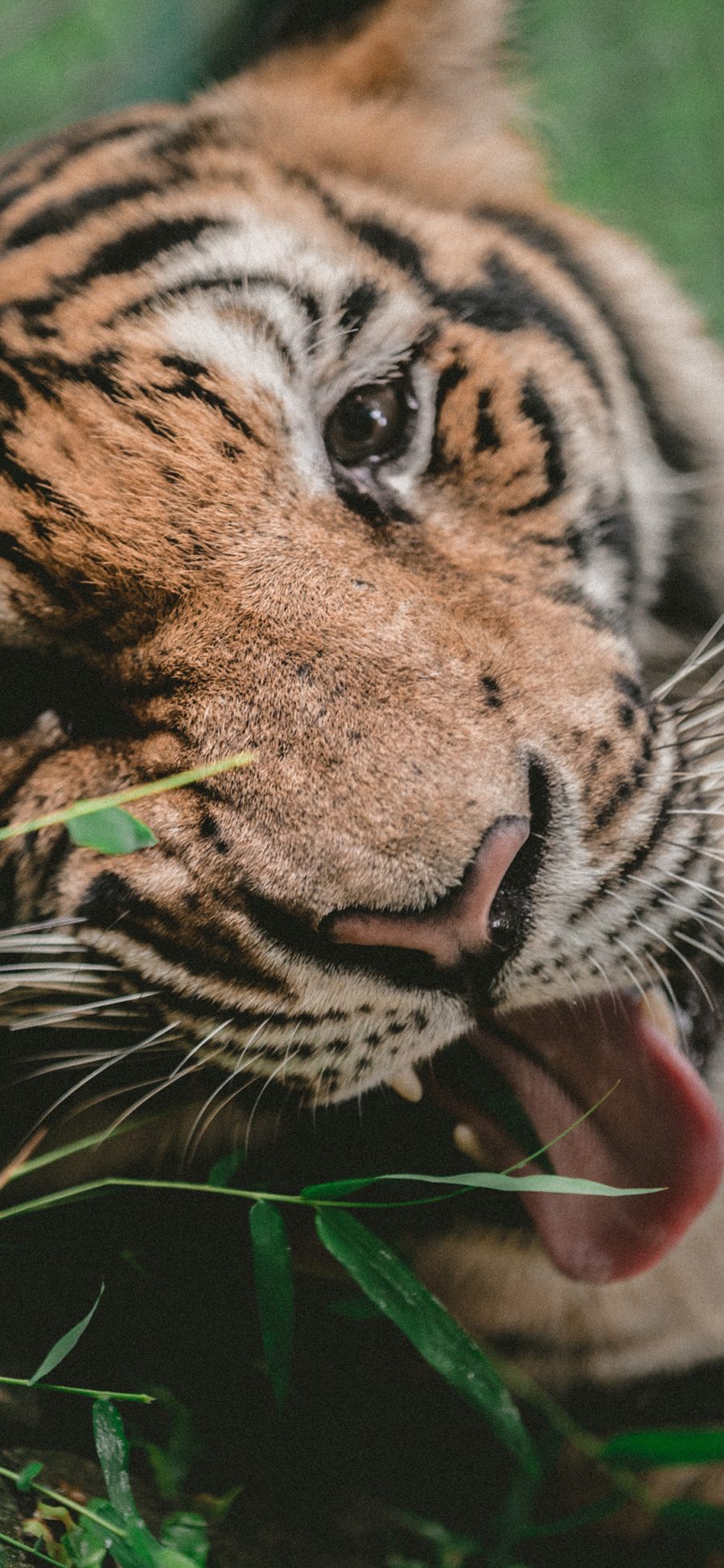 [2436×1125]老虎 动物 凶猛动物 林中之王 苹果手机壁纸图片