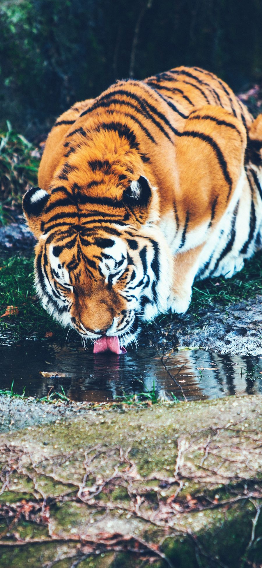 [2436×1125]老虎 喝水 野外 树林 皮毛 苹果手机壁纸图片