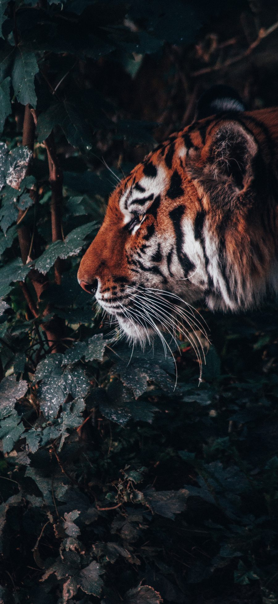 [2436×1125]老虎 猛兽 野外 林中之王 苹果手机壁纸图片