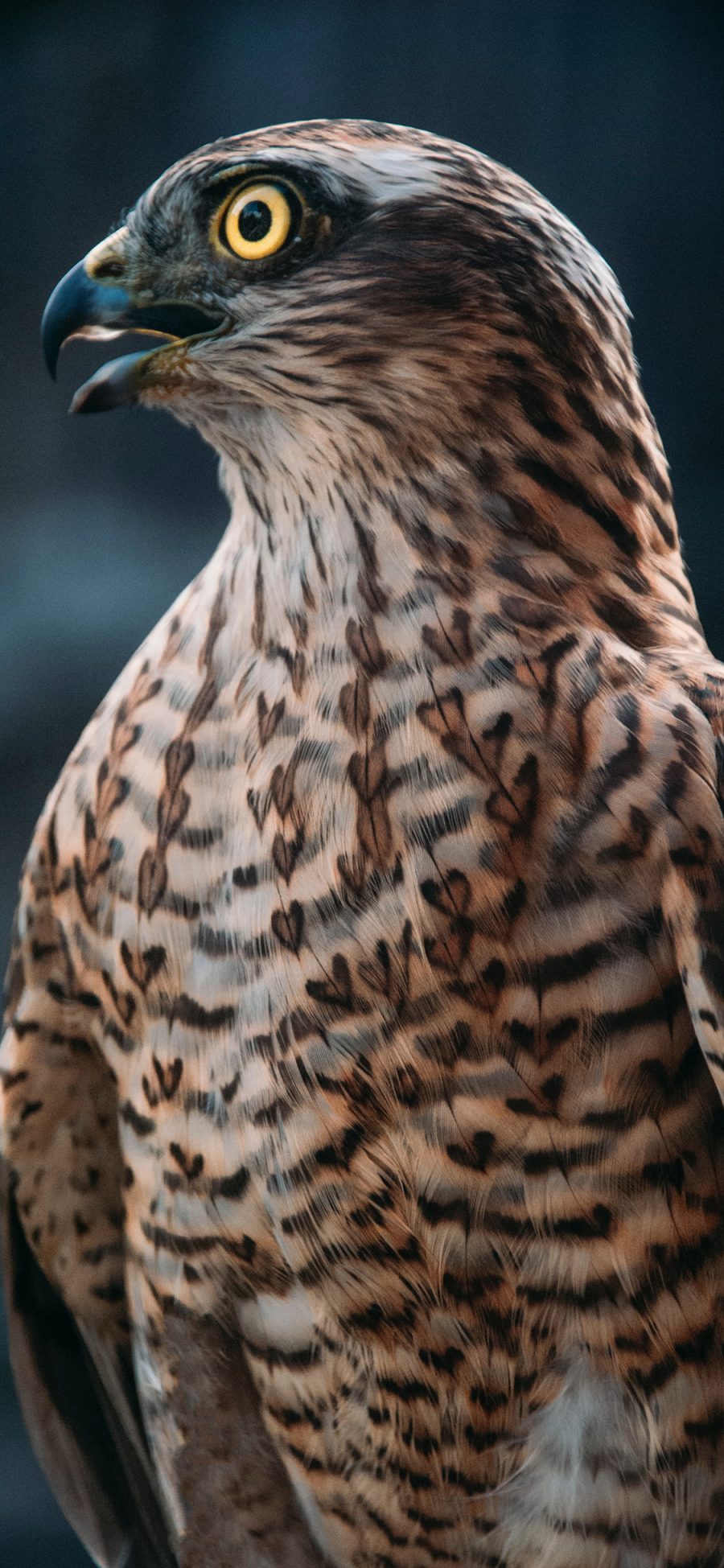 [2436×1125]老鹰 羽毛 鸟类 猛兽 苹果手机壁纸图片