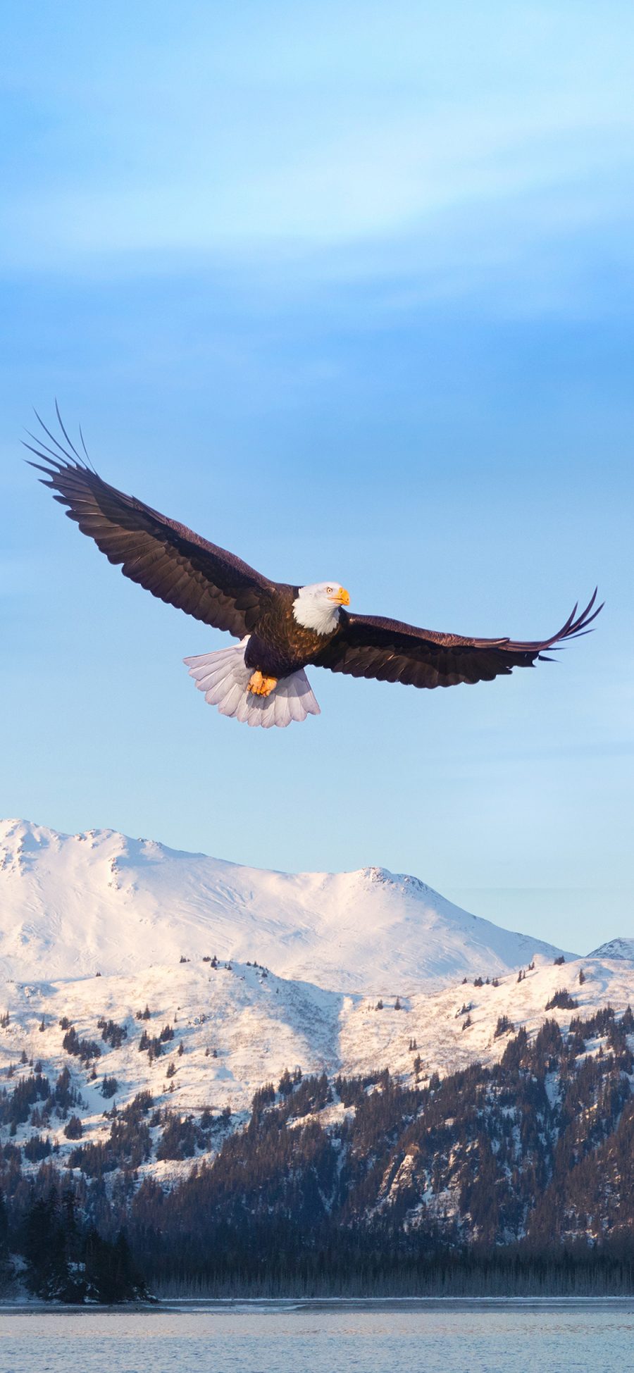 [2436×1125]老鹰 翱翔 飞翔 翅膀 雪山 湖水 苹果手机壁纸图片