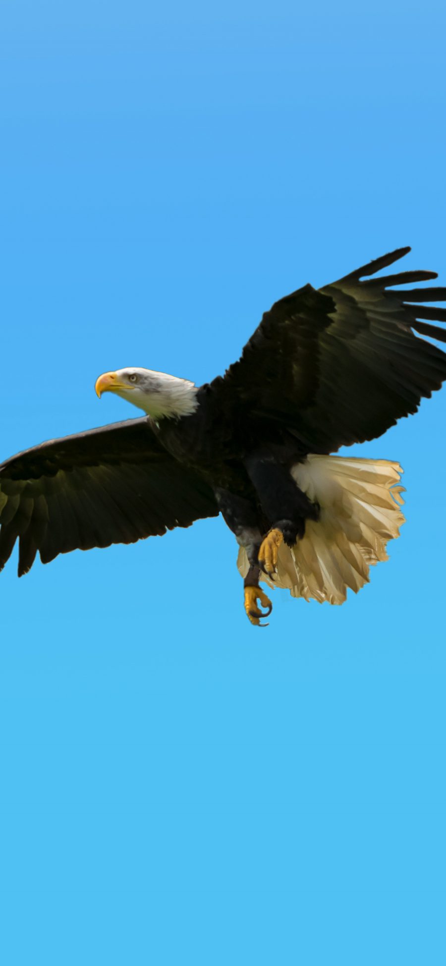 [2436×1125]老鹰 飞翔 天空 蓝色 翅膀 苹果手机壁纸图片