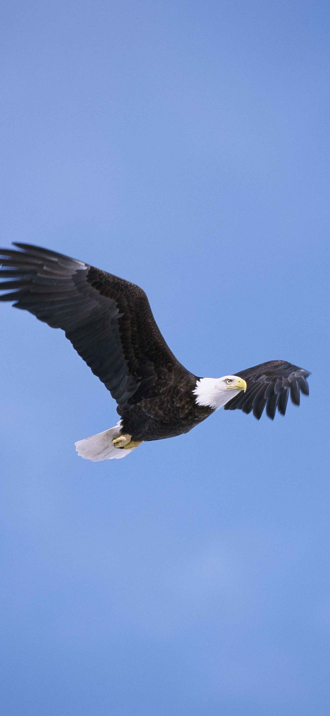 [2436×1125]老鹰 飞翔 翅膀 翱翔 天空 蓝色 苹果手机壁纸图片