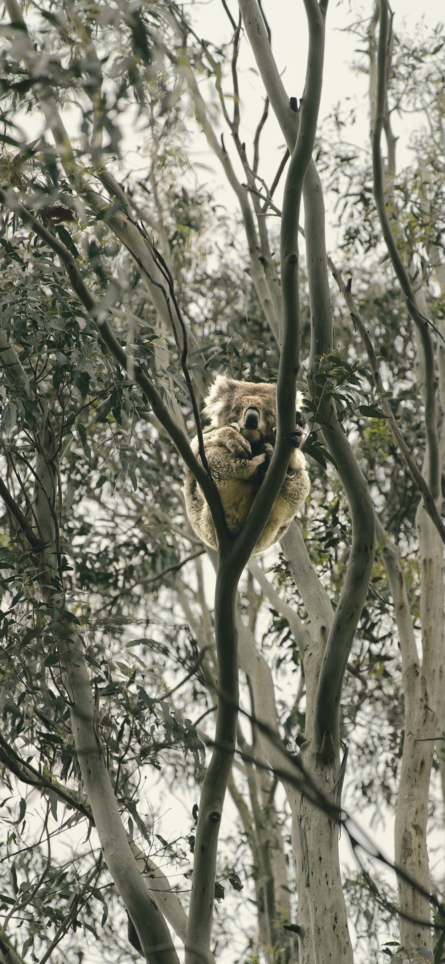 [2436×1125]考拉 树袋熊 树干 桉树 苹果手机壁纸图片