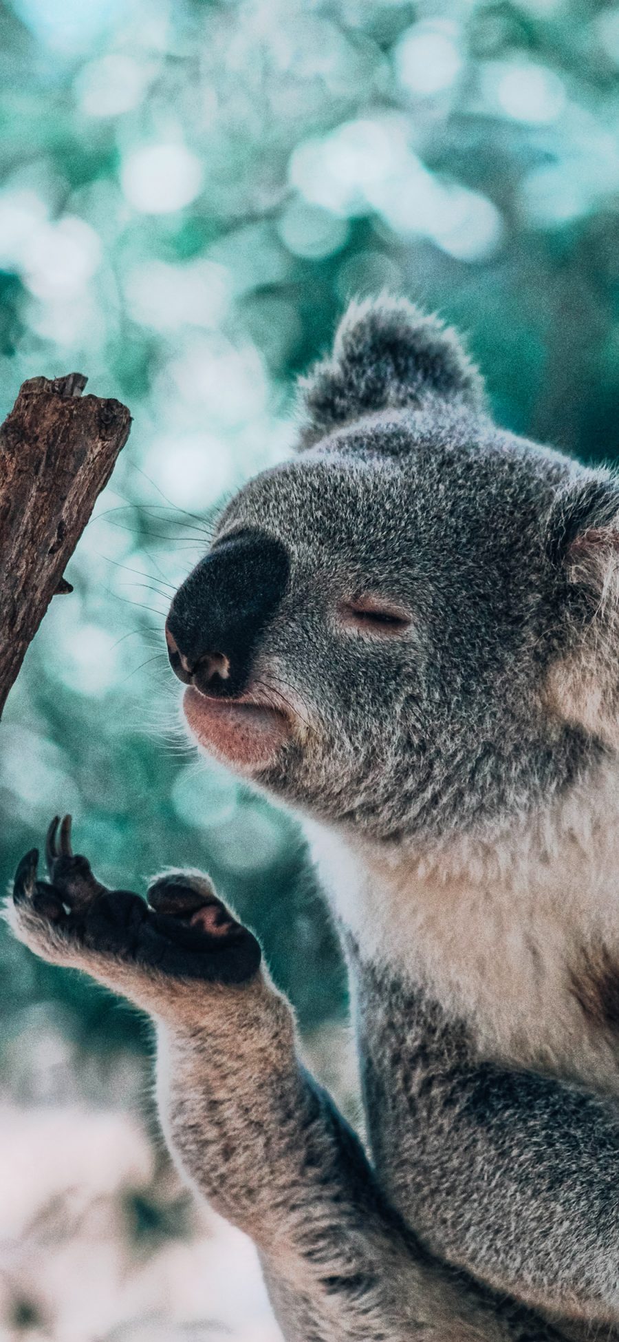 [2436×1125]考拉 澳洲 国宝 皮毛 树袋熊 苹果手机壁纸图片