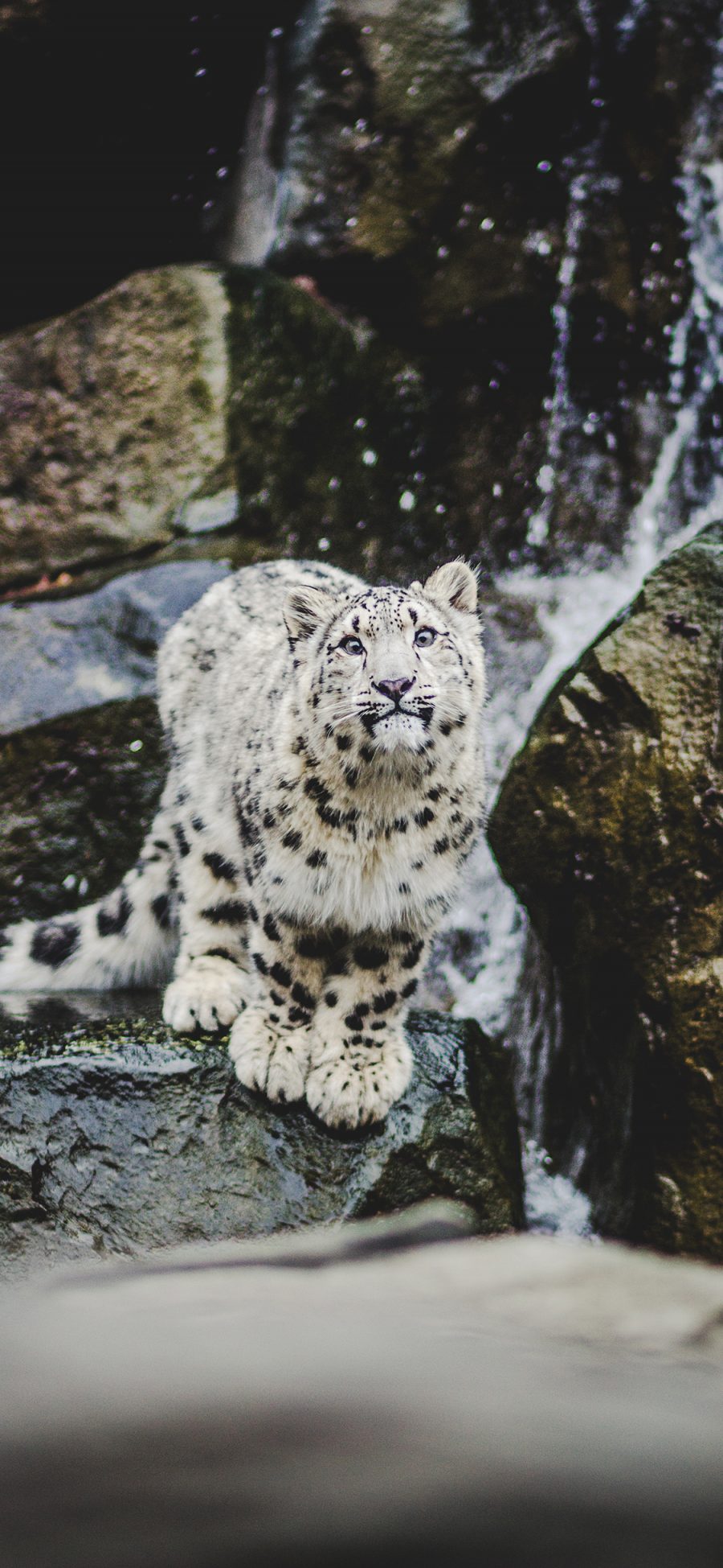 [2436×1125]肉食动物 雪豹 猎豹 呆萌 苹果手机壁纸图片