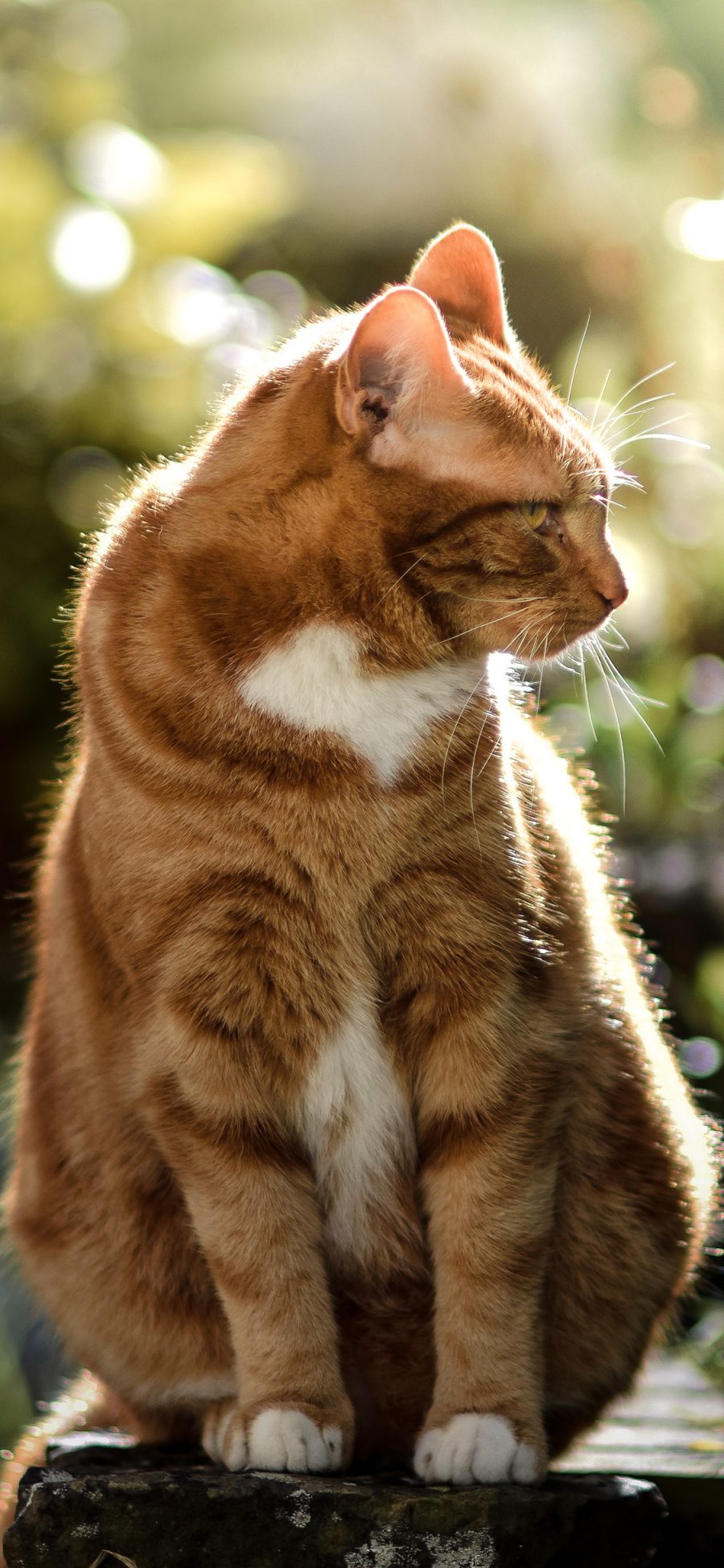 [2436×1125]肥猫 橘猫 宠物 皮毛 苹果手机壁纸图片