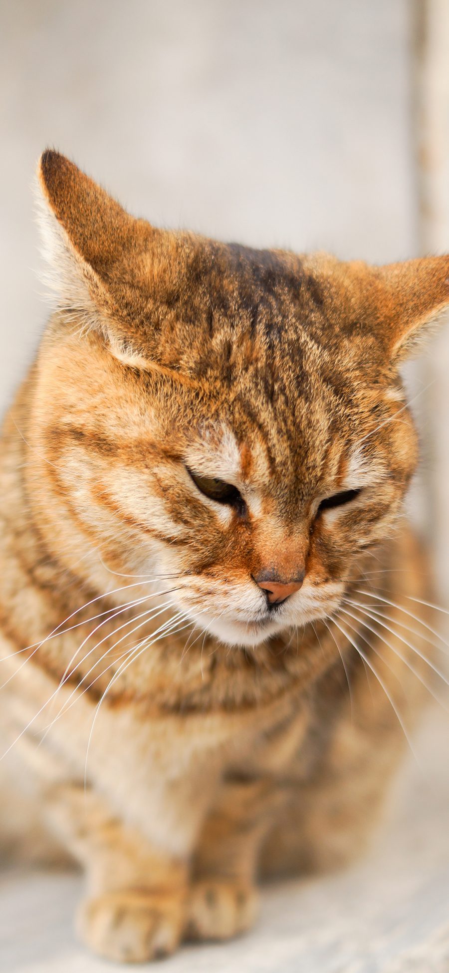 [2436×1125]肥猫 橘猫 猫咪 宠物 苹果手机壁纸图片