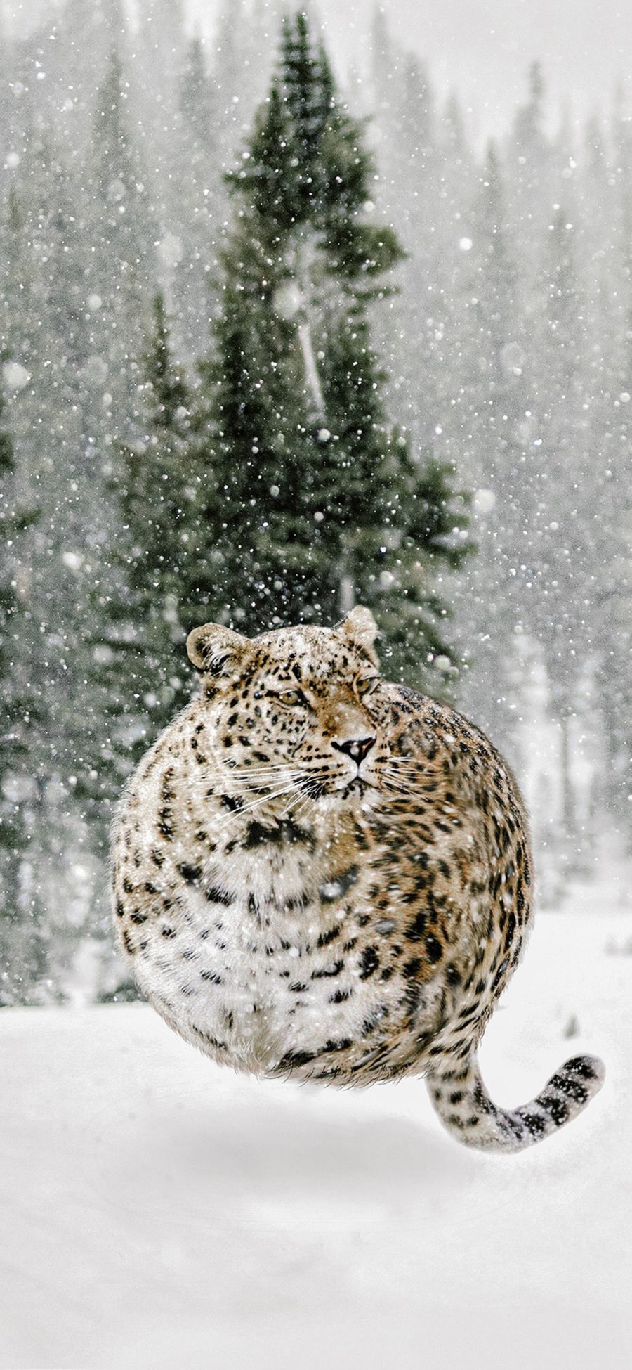 [2436×1125]肥胖 豹 球 可爱 雪地 苹果手机壁纸图片