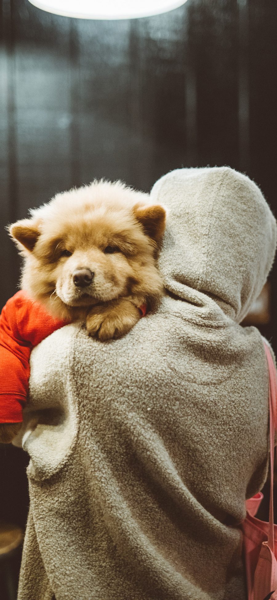 [2436×1125]背影 松狮犬 宠物狗 幼犬 苹果手机壁纸图片