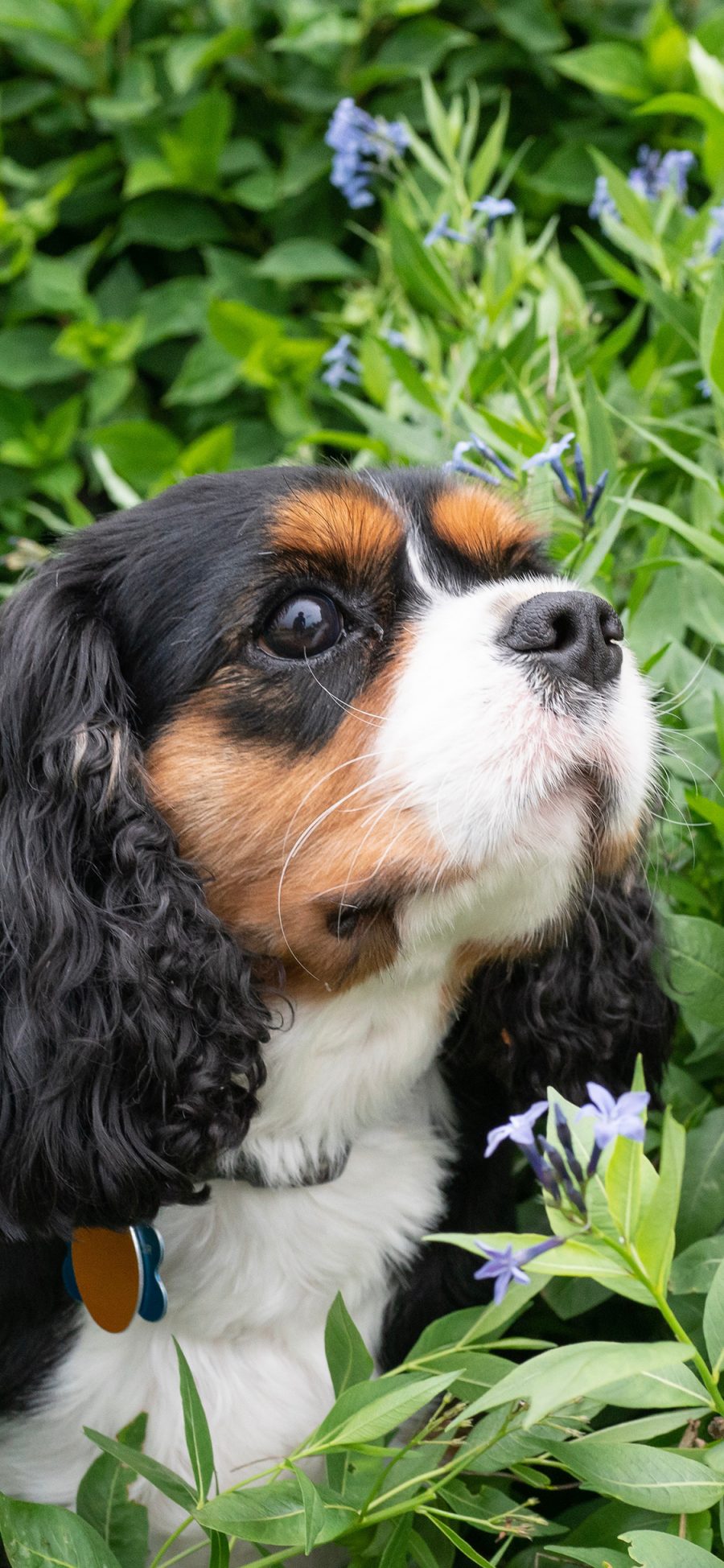 [2436×1125]花丛 查理士王小猎犬 户外 宠物 狗牌 苹果手机壁纸图片