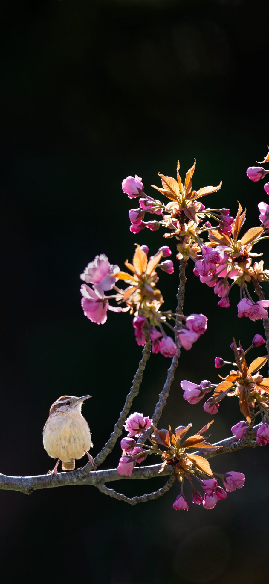 [2436×1125]花枝 小鸟 站立 春季 花季 苹果手机壁纸图片