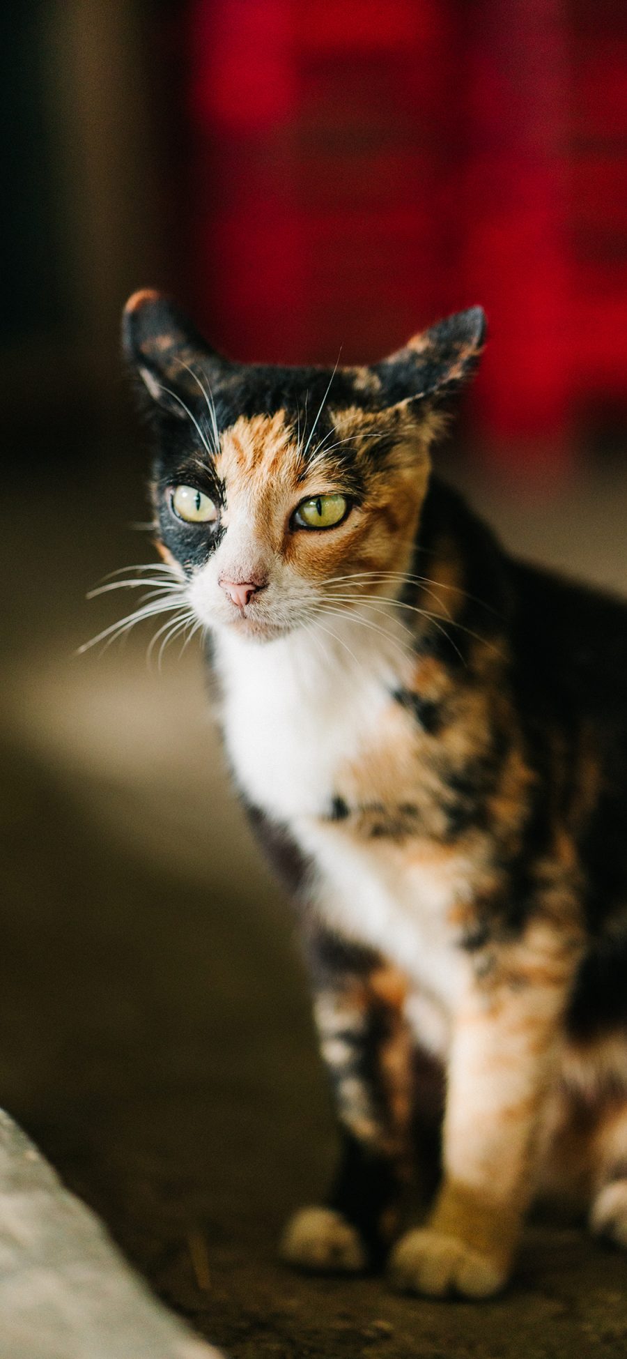 [2436×1125]花猫 宠物 皮毛 色块 苹果手机壁纸图片