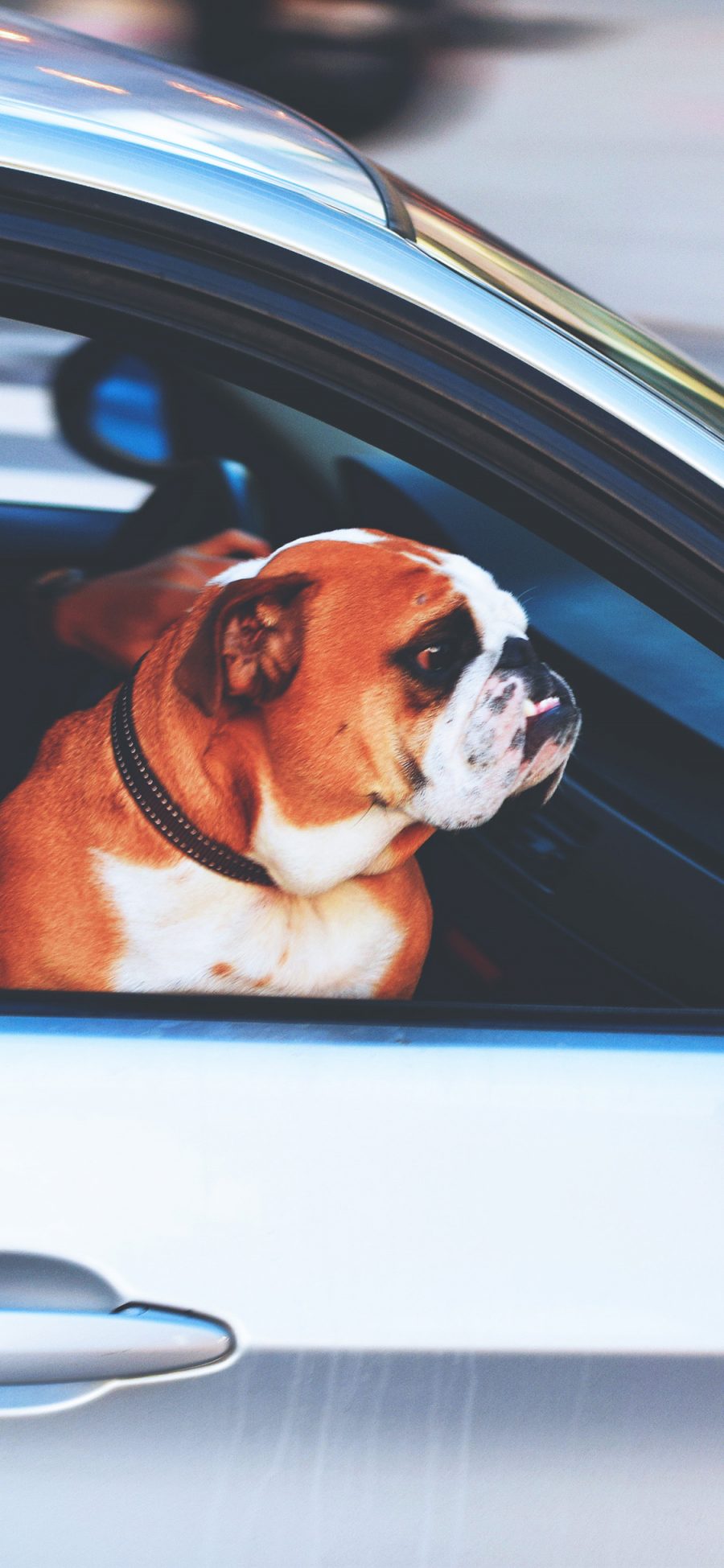 [2436×1125]英国斗牛犬 宠物 汪星人 汽车 狗 苹果手机壁纸图片