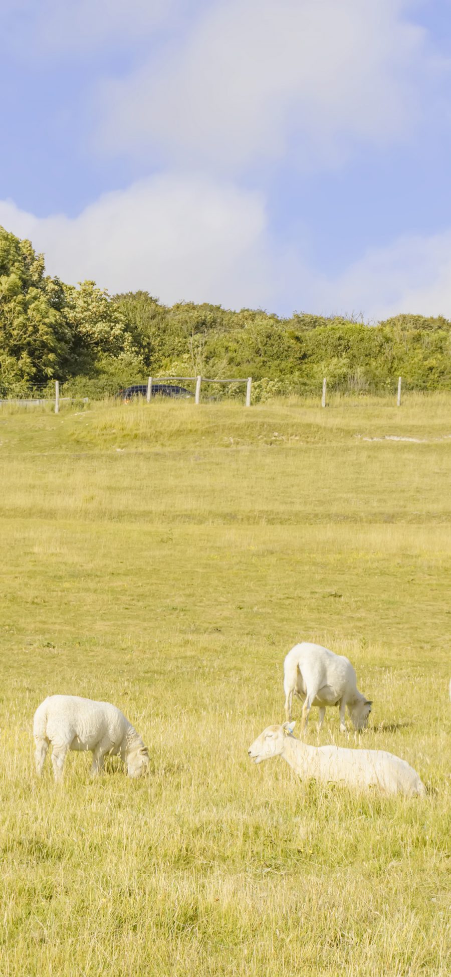 [2436×1125]草原 牧场 羊群 饲养 放牧 苹果手机壁纸图片