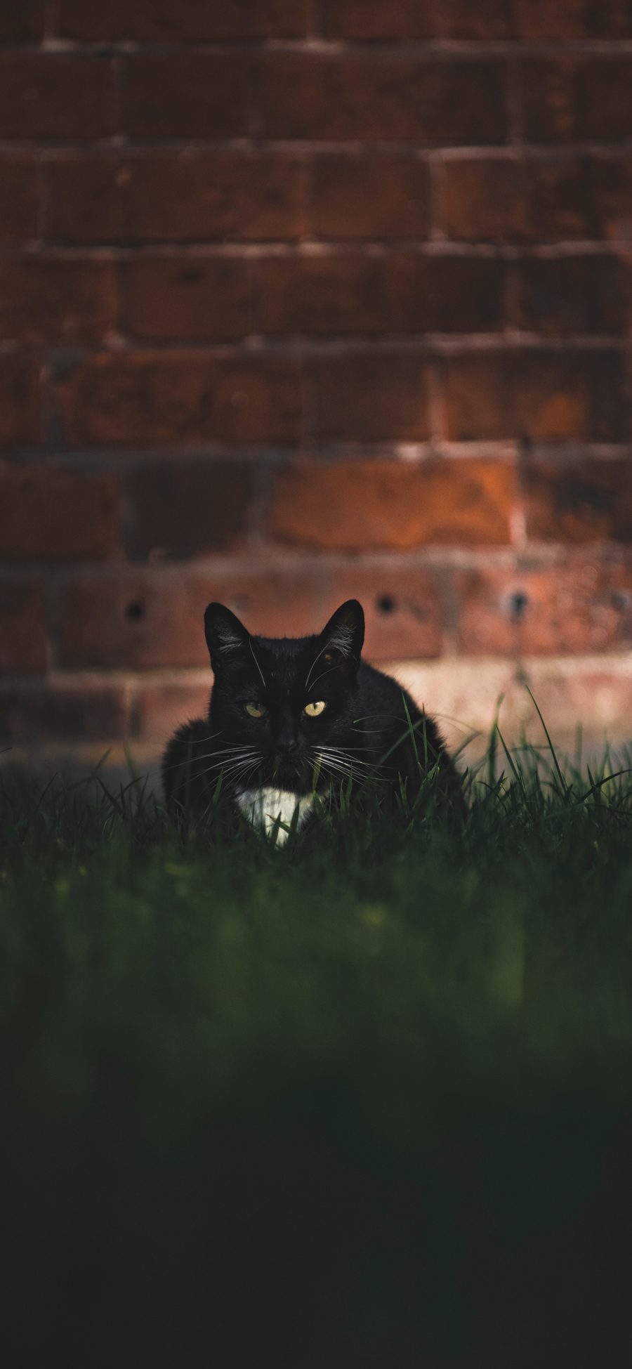 [2436×1125]草地 宠物 猫咪 黑猫 苹果手机壁纸图片