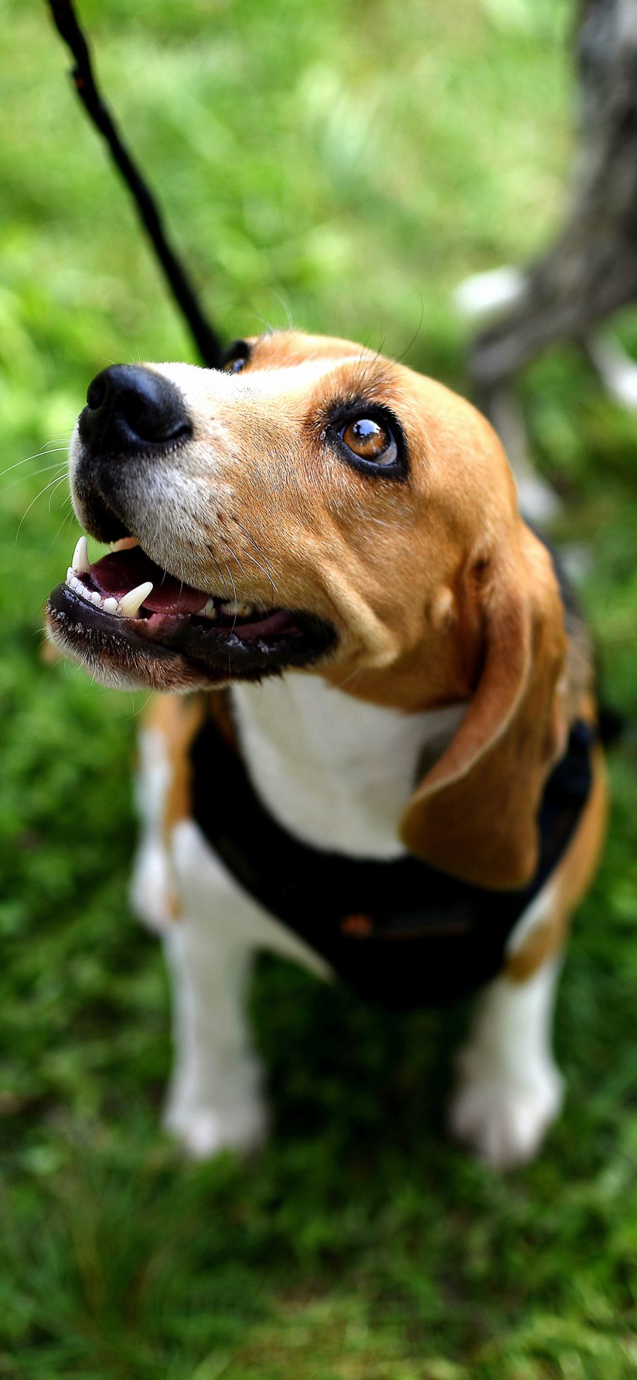 [2436×1125]草地 宠物狗 比格犬 幼犬 苹果手机壁纸图片