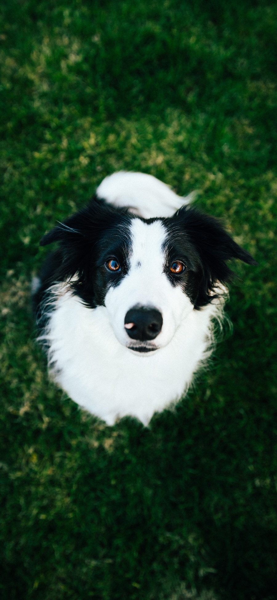 [2436×1125]草地 宠物狗 牧羊犬 黑白 苹果手机壁纸图片