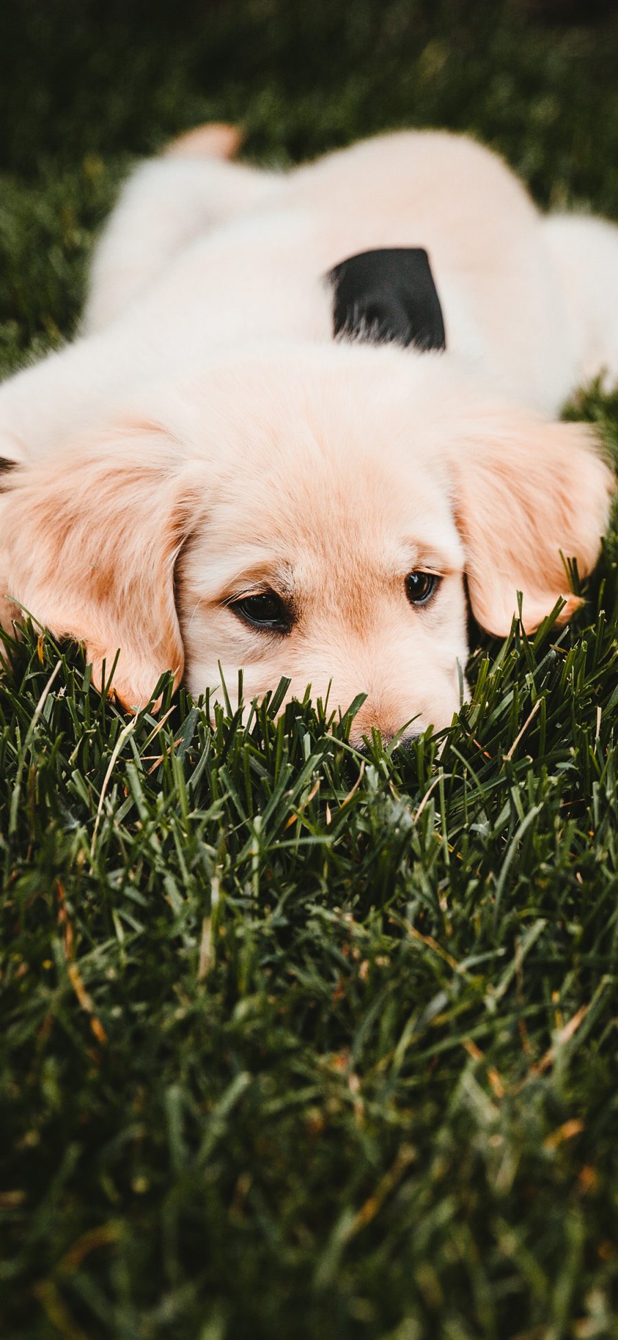 [2436×1125]草地 宠物狗 金毛犬 幼犬 苹果手机壁纸图片