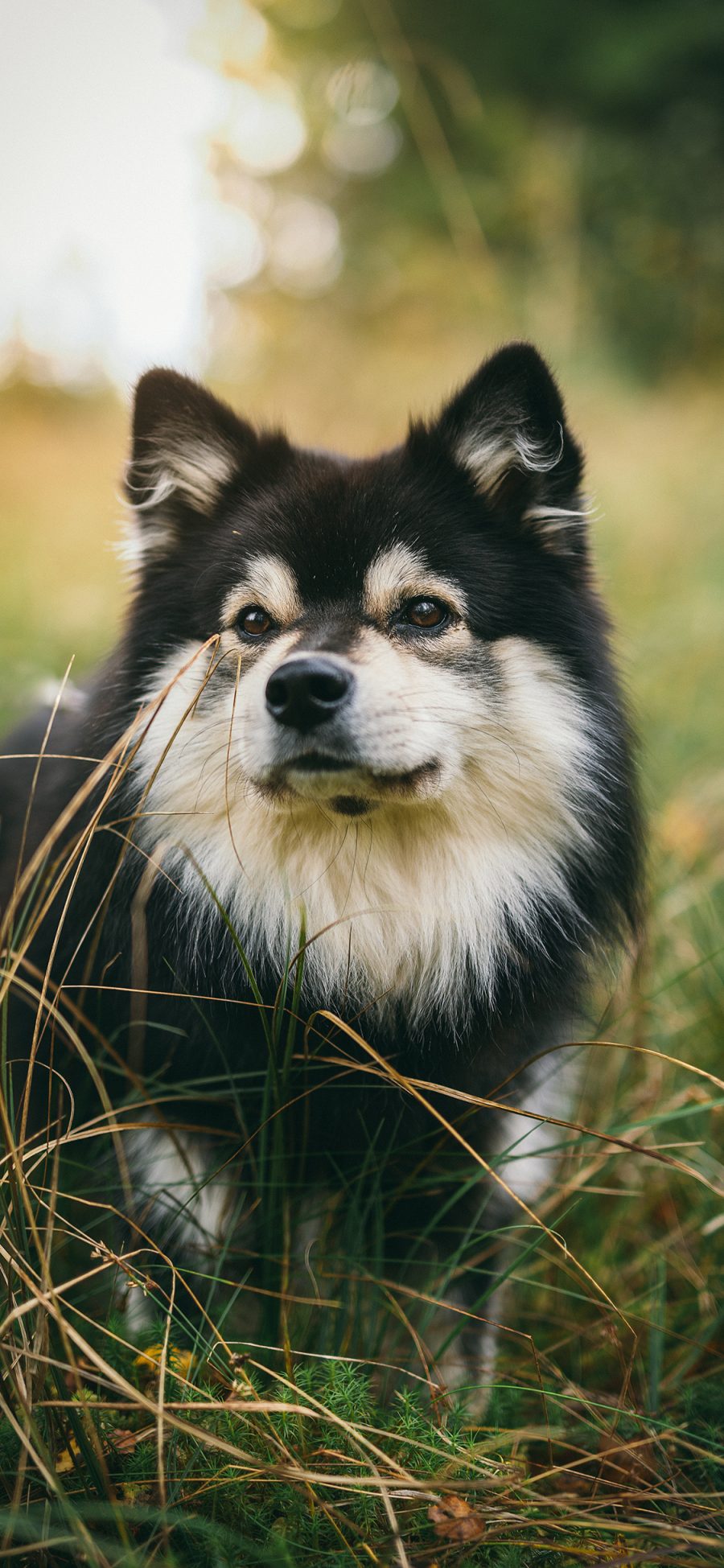 [2436×1125]草地 小狗 宠物 犬类 苹果手机壁纸图片