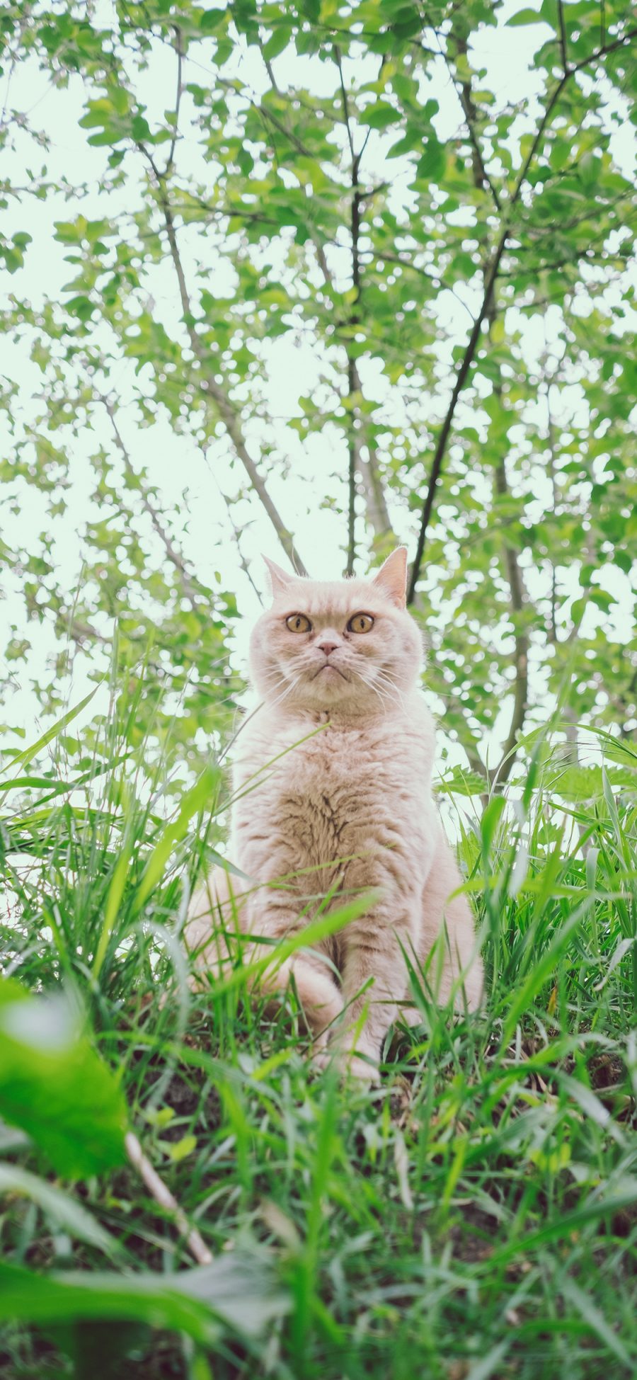 [2436×1125]草地 树林 猫咪 威严 苹果手机壁纸图片