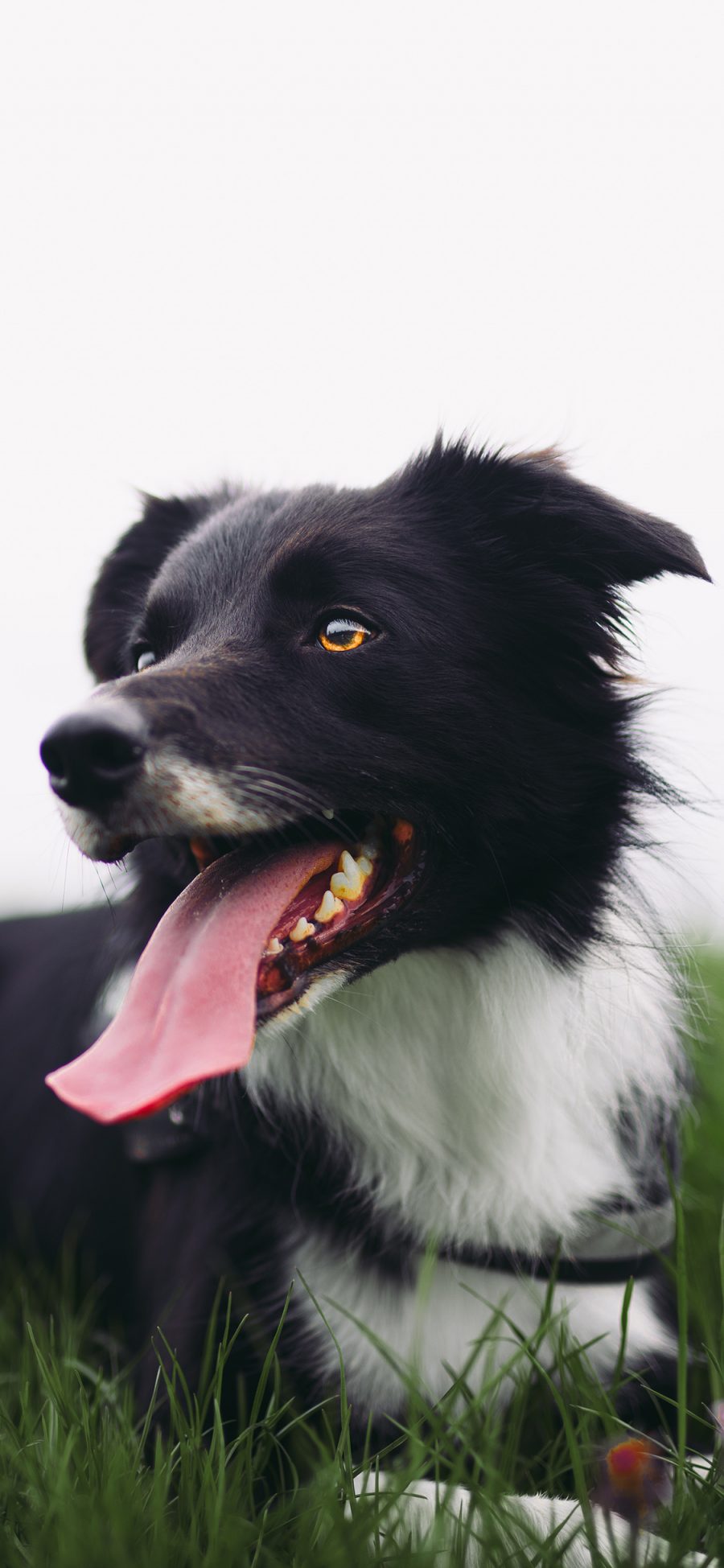 [2436×1125]草地 汪星人 苏牧犬 宠物狗 苹果手机壁纸图片