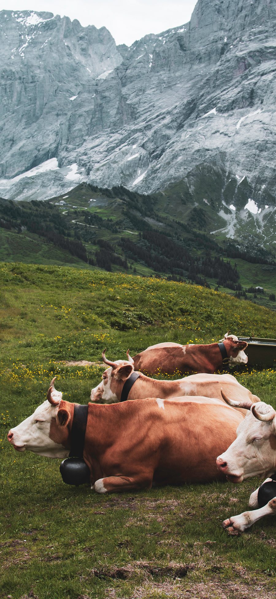 [2436×1125]草地 草原 牲畜 放牧 牛 苹果手机壁纸图片