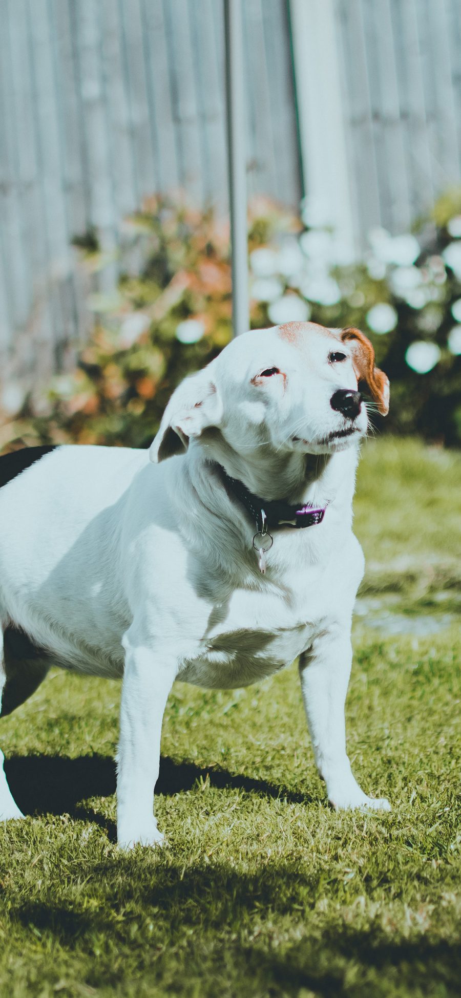 [2436×1125]草坪 狗 宠物 犬类 眯眼 苹果手机壁纸图片