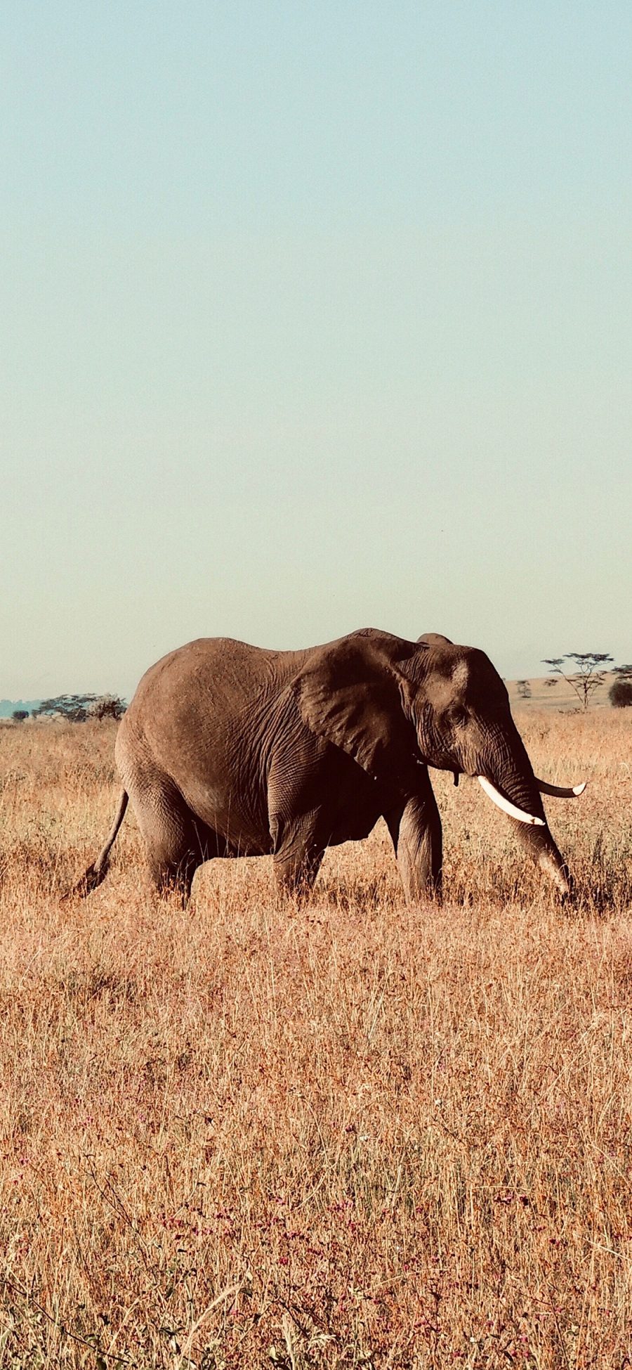 [2436×1125]荒野 草地 大象 野象 象牙 苹果手机壁纸图片
