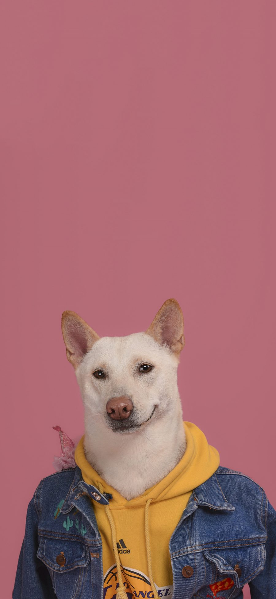 [2436×1125]萌宠 宠物狗 写真 衣服 创意 苹果手机壁纸图片