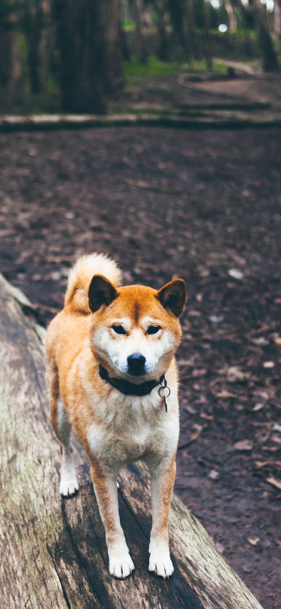 [2436×1125]萌宠 狗 田园犬 动物 户外 苹果手机壁纸图片