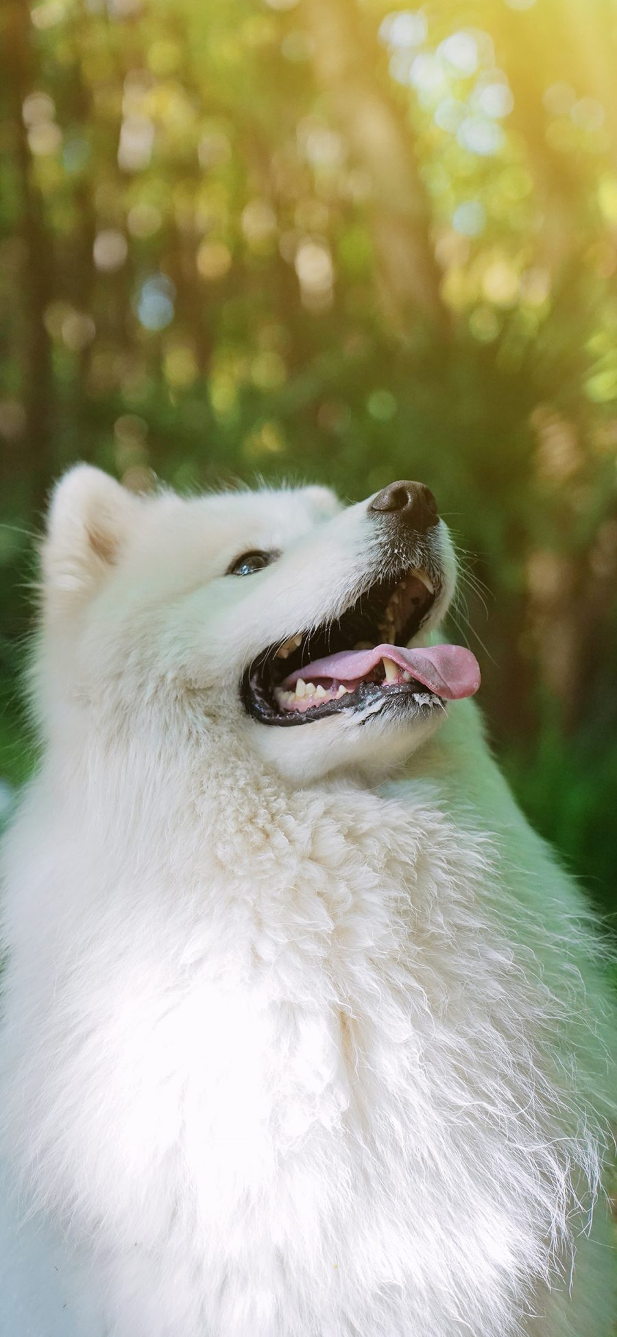 [2436×1125]萨摩 宠物 狗 白 皮毛 苹果手机壁纸图片