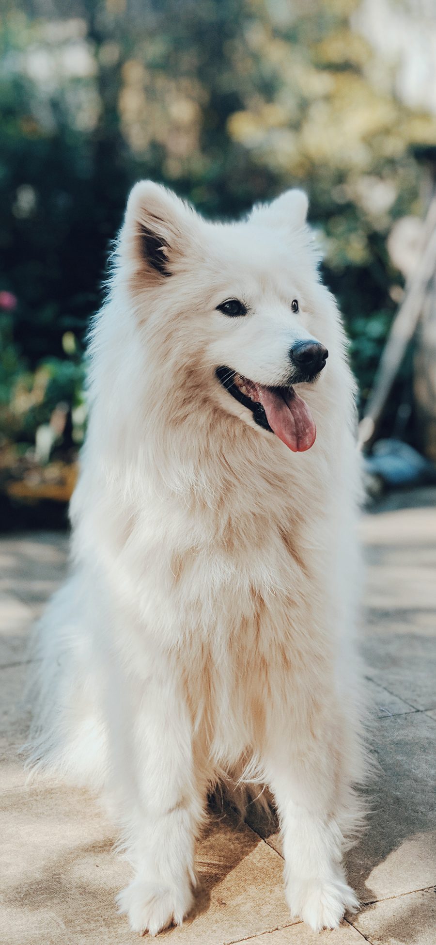 [2436×1125]萨摩 宠物狗 犬类 白毛 苹果手机壁纸图片