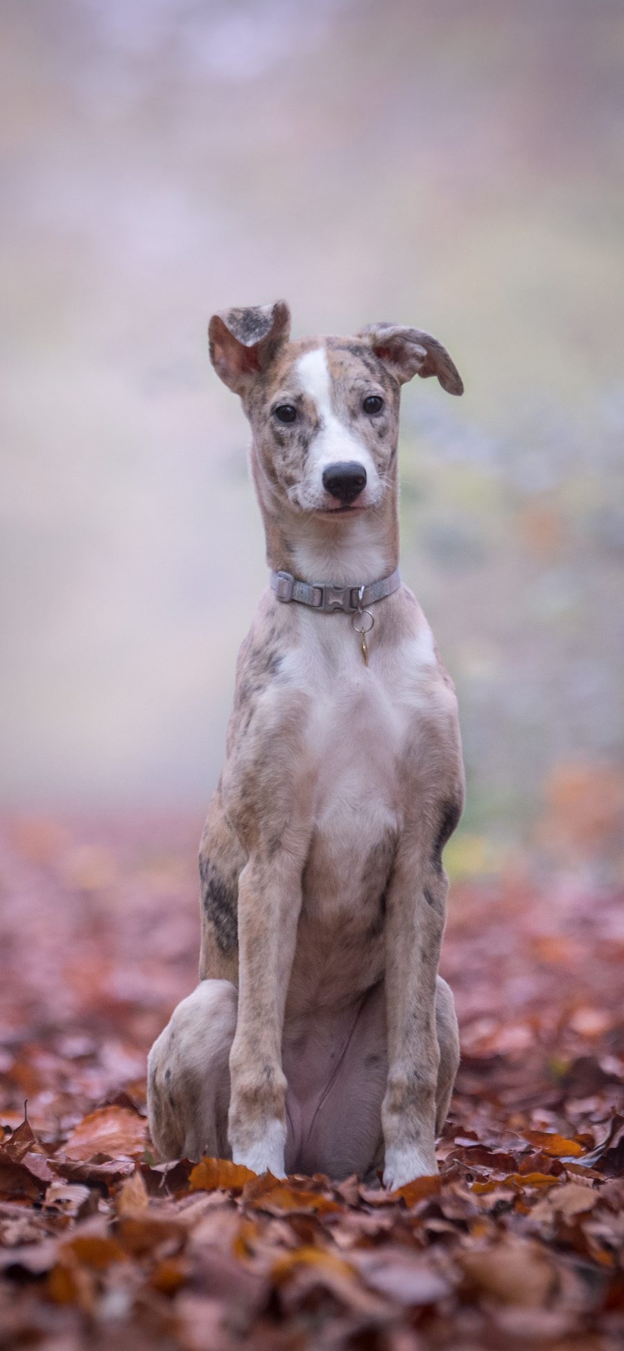 [2436×1125]落叶 狗子 宠物狗 家犬 苹果手机壁纸图片