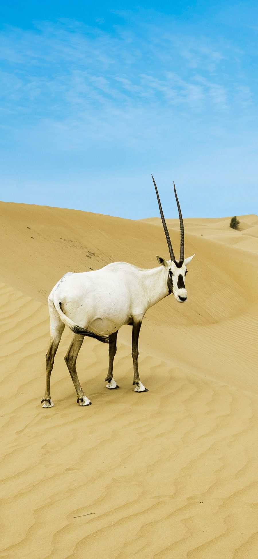 [2436×1125]蓝天 沙漠 羚羊 羊角 苹果手机壁纸图片