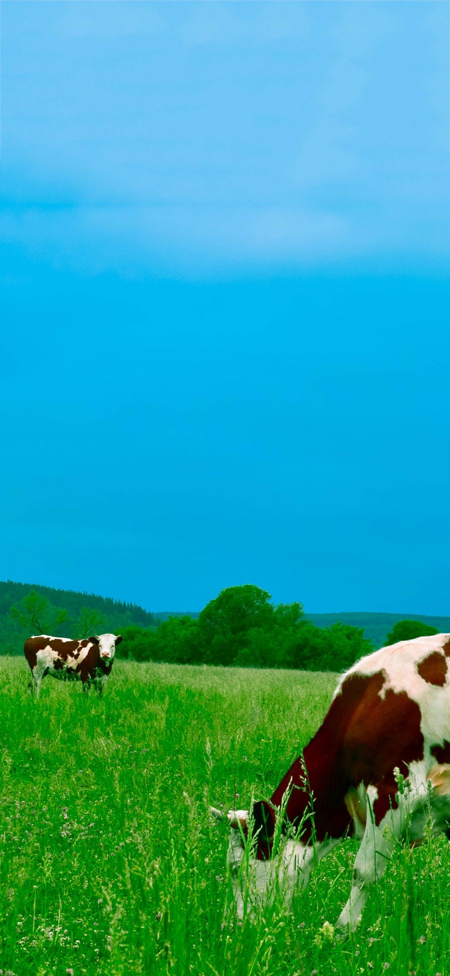 [2436×1125]蓝天 草地 奶牛 吃草 苹果手机壁纸图片