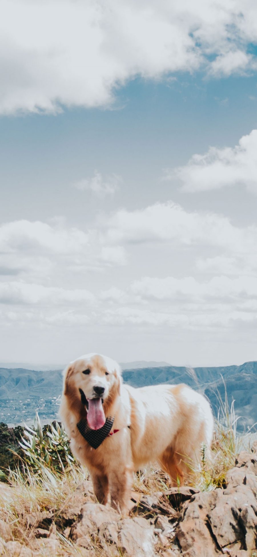 [2436×1125]蓝天白云 金毛犬 宠物狗 苹果手机壁纸图片
