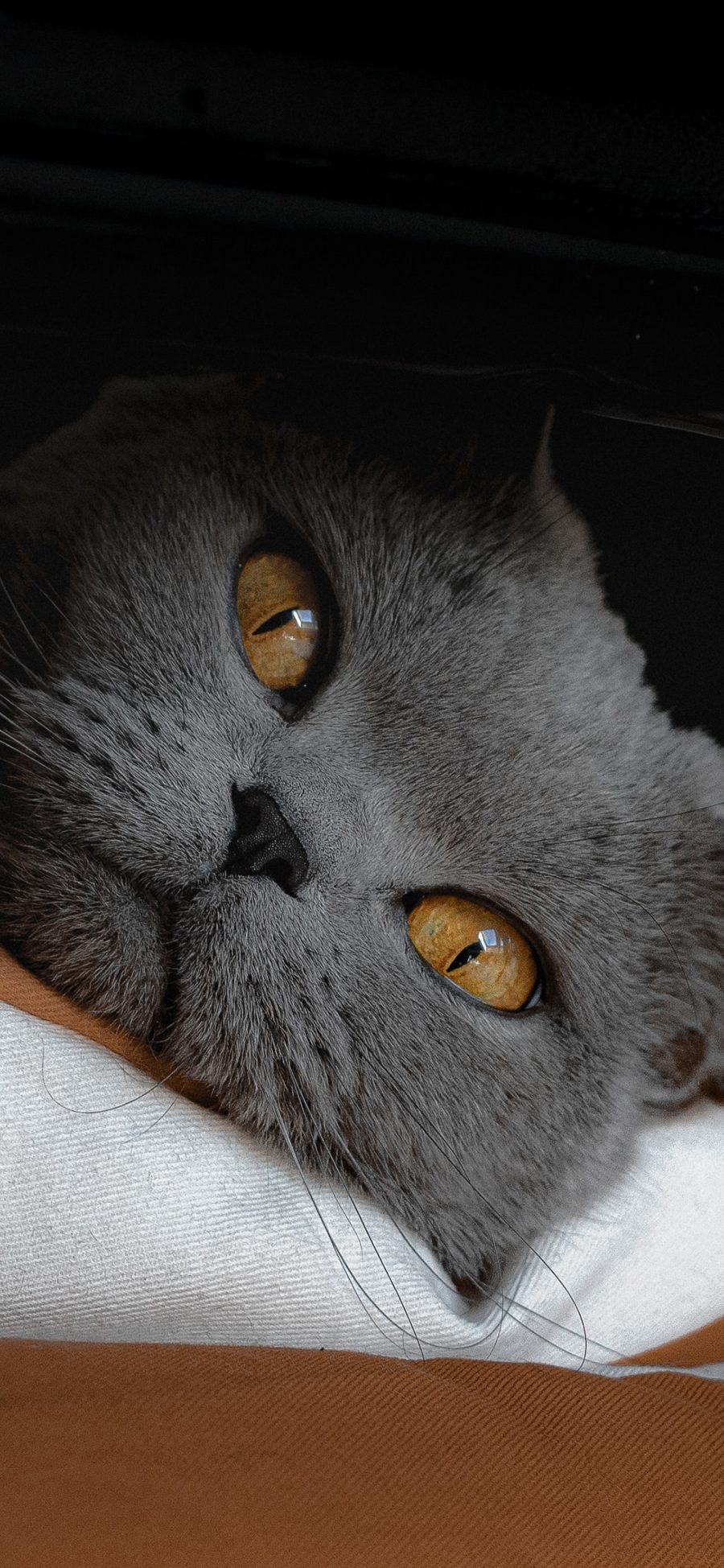 [2436×1125]蓝猫 宠物 猫咪 皮毛 苹果手机壁纸图片