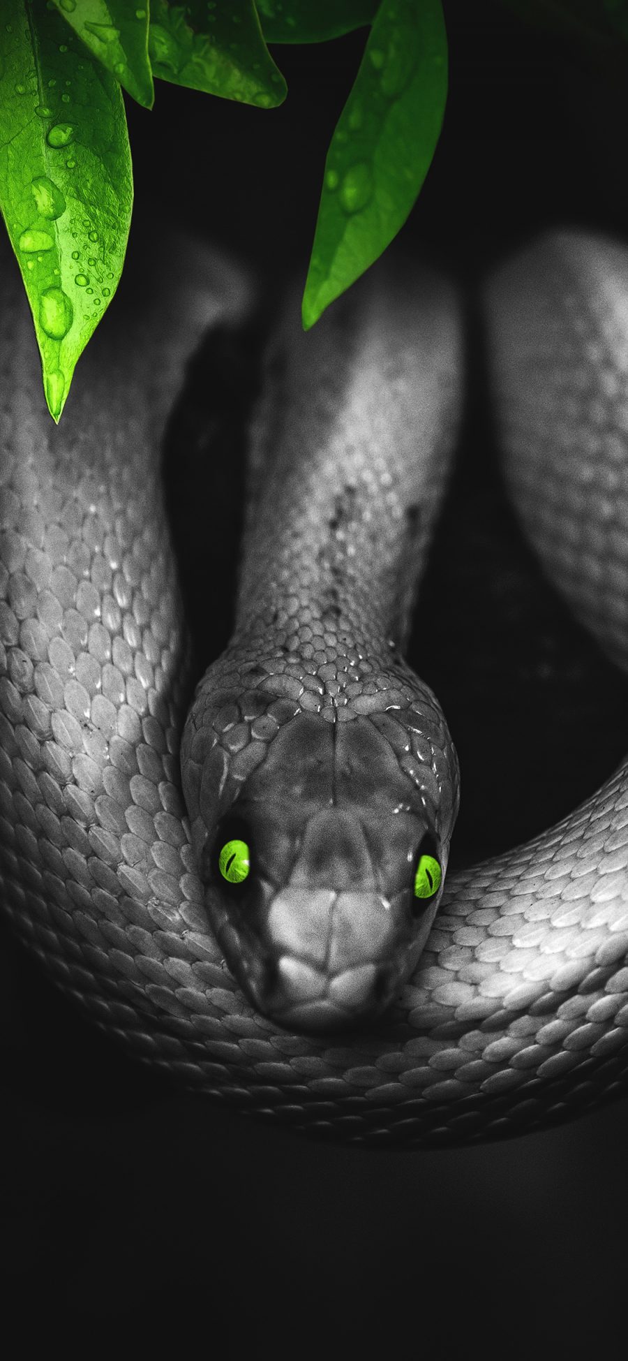 [2436×1125]蛇 猛兽 凶猛 黑 叶子 苹果手机壁纸图片
