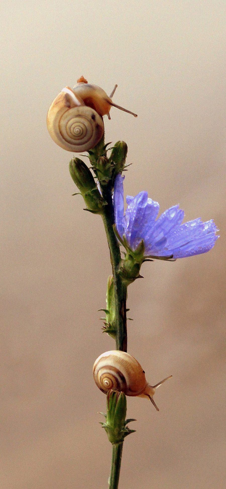 [2436×1125]蜗牛 鲜花 爬行 花朵 苹果手机壁纸图片
